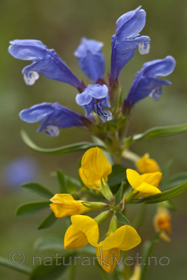 BB 06 0055 / Dracocephalum ruyschiana / Dragehode <br /> Lotus corniculatus / Tiriltunge